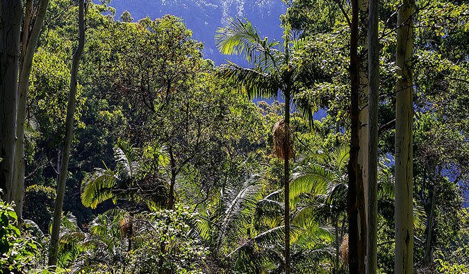 جنگل های انبوه استرالیایی